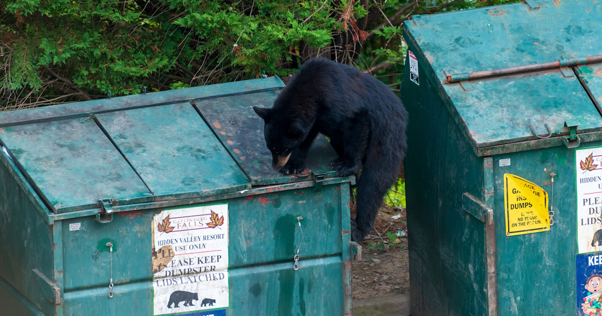 Montana Warns of Increased Bear Conflict, Citing One of the ‘Worst Natural Food Failures’ on Record Montana Warns of Increased Bear Conflict, Citing One of the ‘Worst Natural Food Failures’ on Record