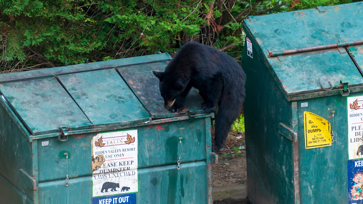 Trash_hunting_Black_Bear_31,_06_Aug_2021.jpg