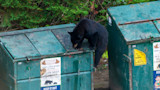 Trash_hunting_Black_Bear_31,_06_Aug_2021.jpg