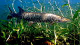 The History and Mystery of Hybrid Fishes