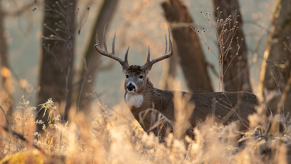 3 Tips for Winter Scouting Whitetails Down South