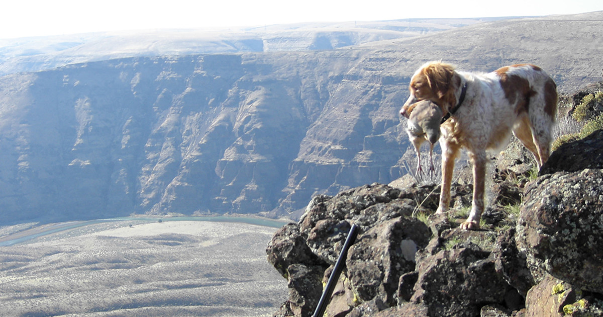 Tips for Recovering Downed Small Game MeatEater Hunting