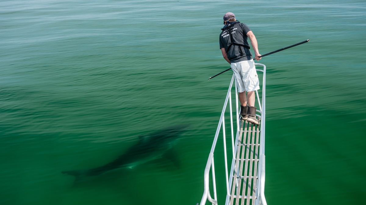 Blood in the Water: Do More Seals Mean More Shark Attacks