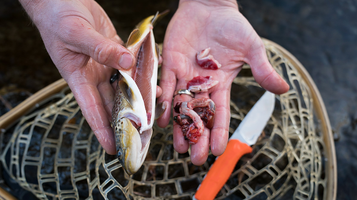 worms in trout guts