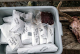 Plastic tub of wrapped game meat labeled 'BLACKTAIL SIRLOIN' and 'BLACKTAIL SHANK', deer head nearby