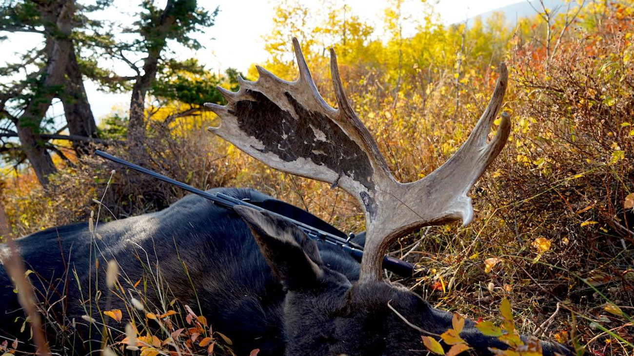 New Proposal Could Close and Restrict Popular Canadian Big Game Hunts