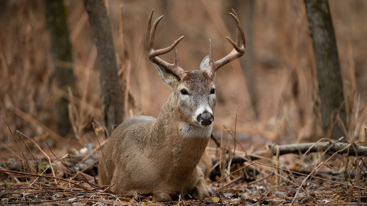 where do whitetail bucks sleep