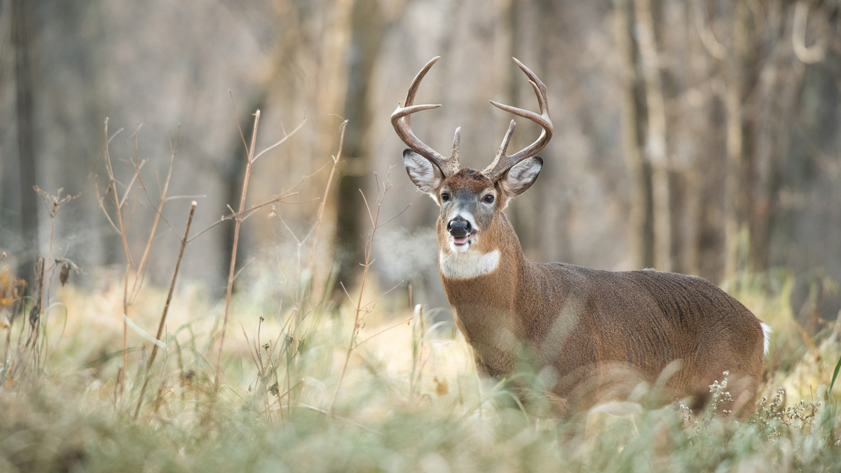 How To Use The Wind To Hunt Mature Bucks | MeatEater Wired To Hunt