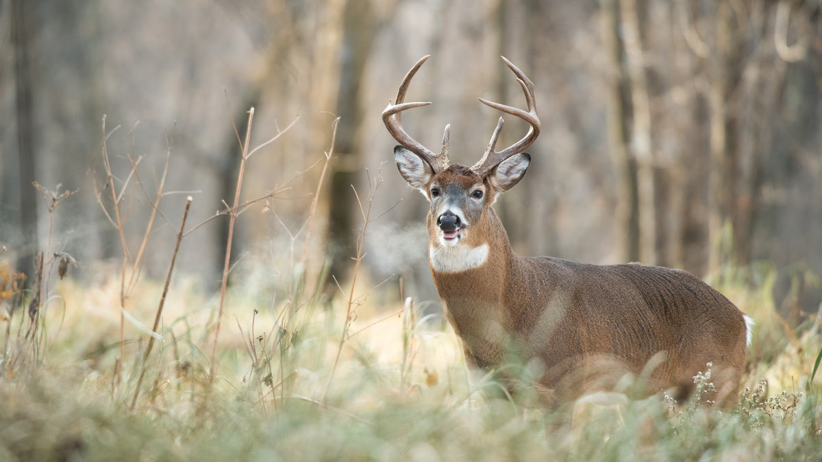 How to Hunt the Rut at Midday