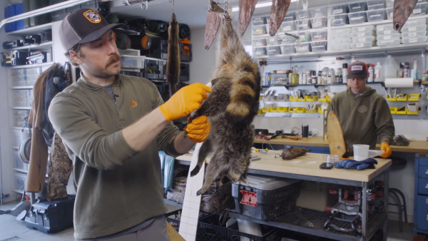 Video: How to Case Skin a Raccoon