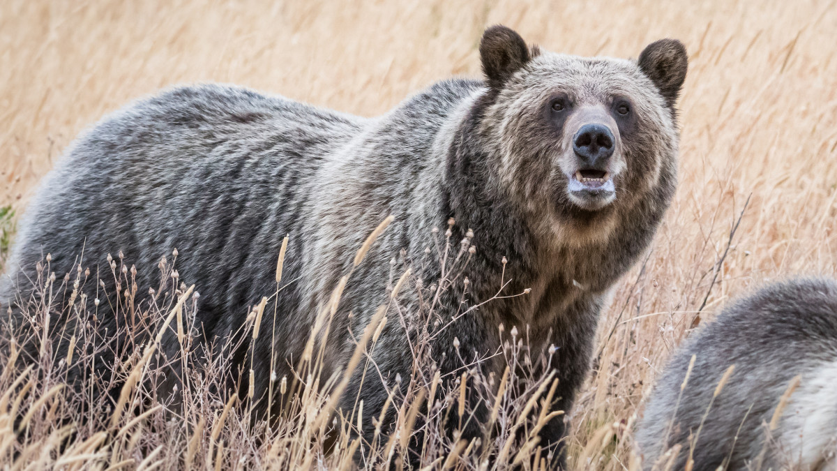 Grizzly Bears Returning to Western Prairies