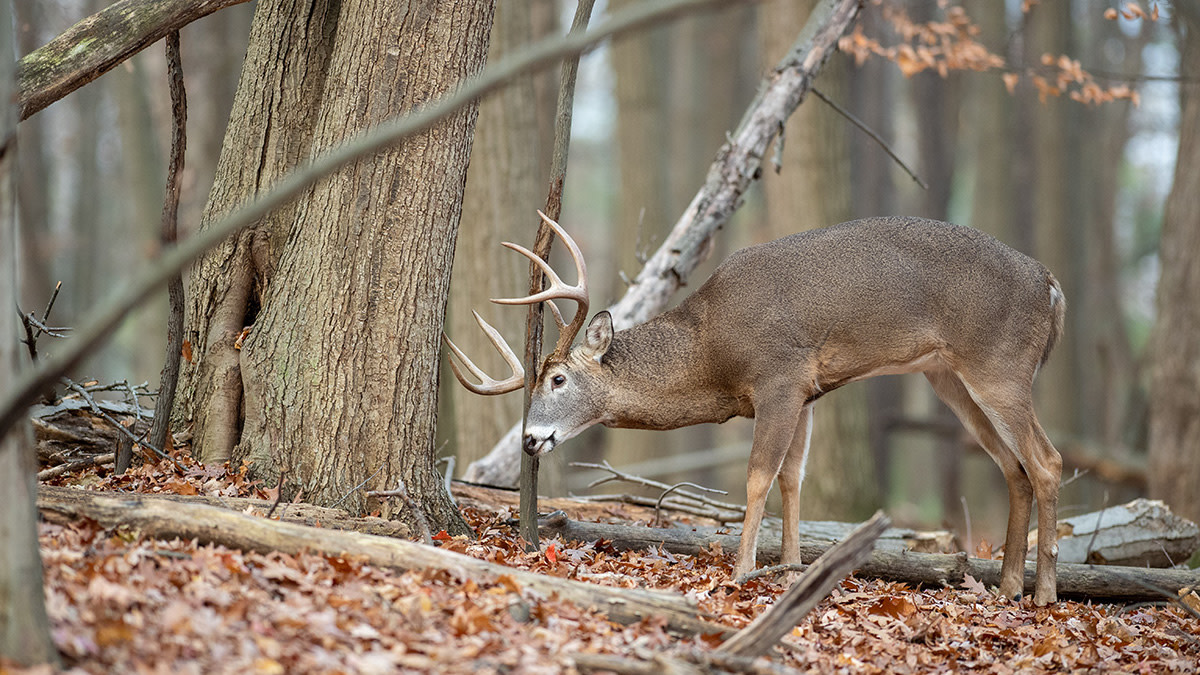 How to Hunt Scrapes During the October Lull