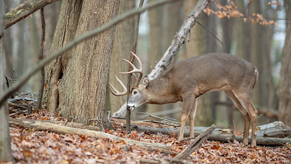 How to Hunt Scrapes During the October Lull