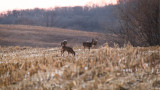 How Crop Rotations Impact Deer Movement