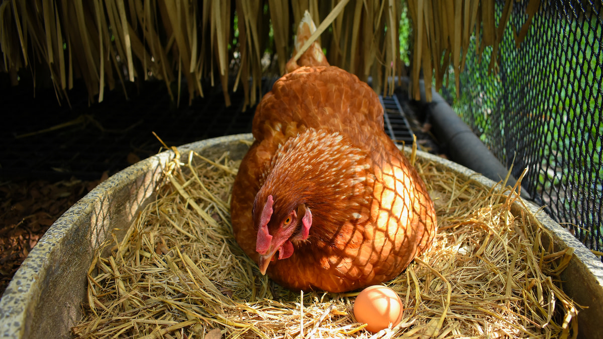 10 Best Egg-Laying Chicken Breeds