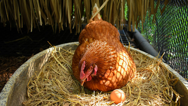10 Best Egg-Laying Chicken Breeds