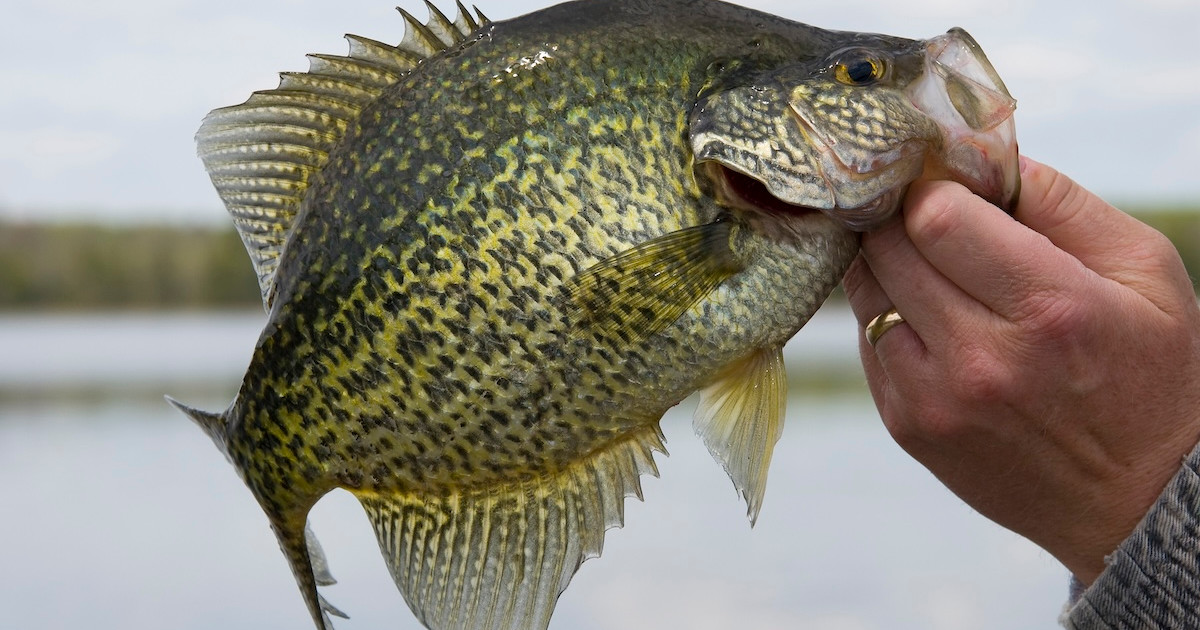 Panhead Fish How to Catch Big Summer Panfish | MeatEater Fishing