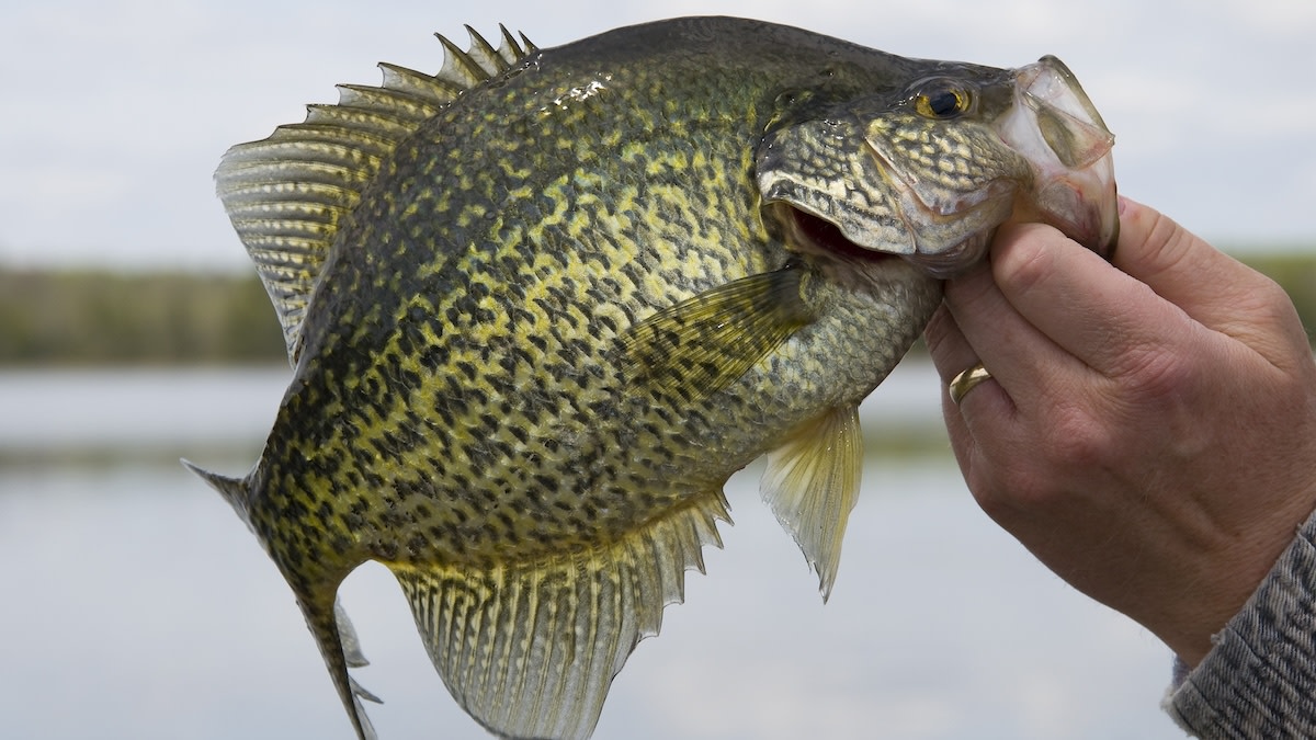 How to Catch Big Summer Panfish 