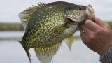 Slab Hunting: How to Catch Big Summer Panfish 