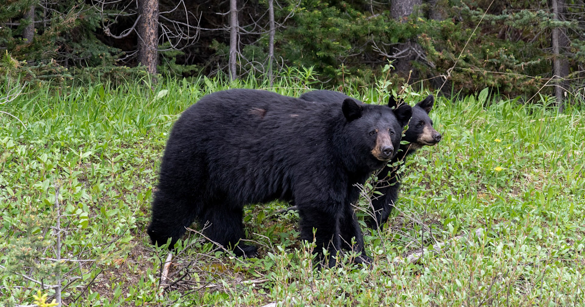 California Bumps Season Bear Limit from One to Two Bruins Per Hunter California Bumps Season Bear Limit from One to Two Bruins Per Hunter