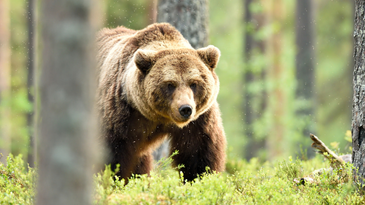 Archery Elk Hunter Kills Charging Grizzly Bear in Idaho