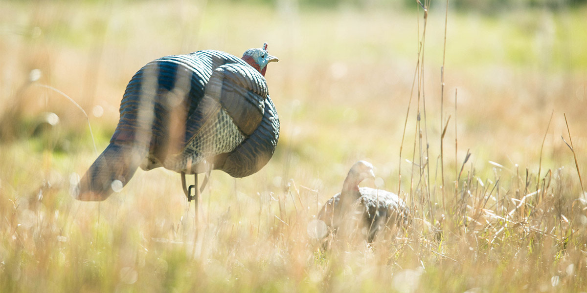3 Never-Fail Turkey Decoy Setups | MeatEater Hunting