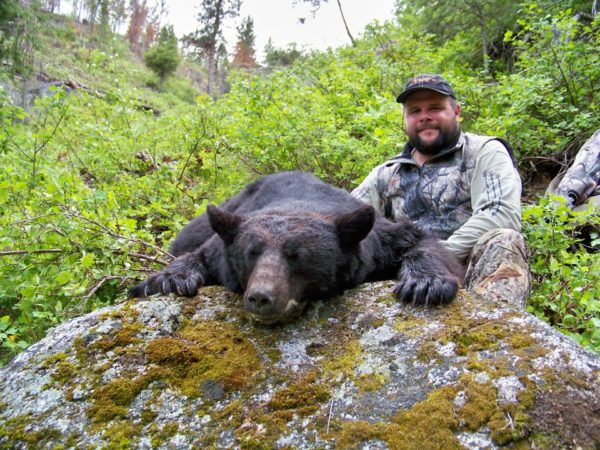 Bear Bait hunting, Big Paw Bear Bait