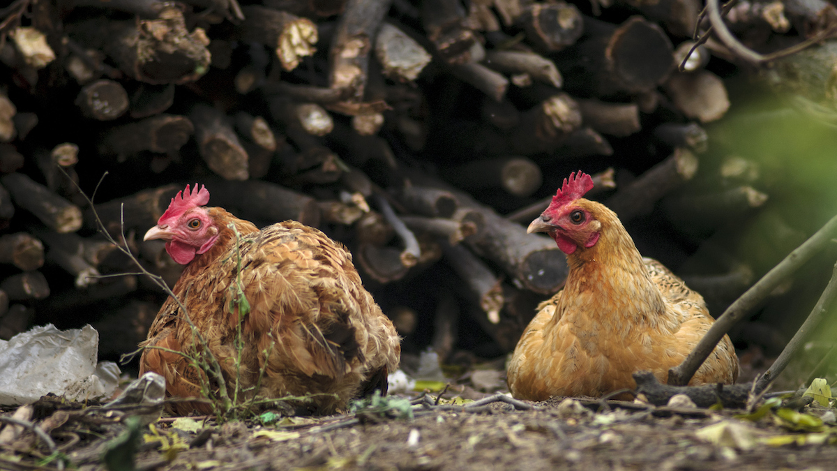 How to Recognize a Broody Chicken Wild Whole