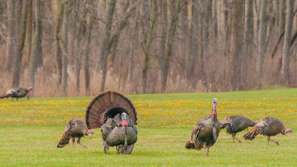 How to Hunt Turkeys Without Calling