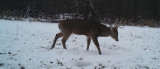 Manipulating Habitat In The Hunt For A Single Specific Buck