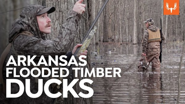 Arkansas Flooded Timber Ducks