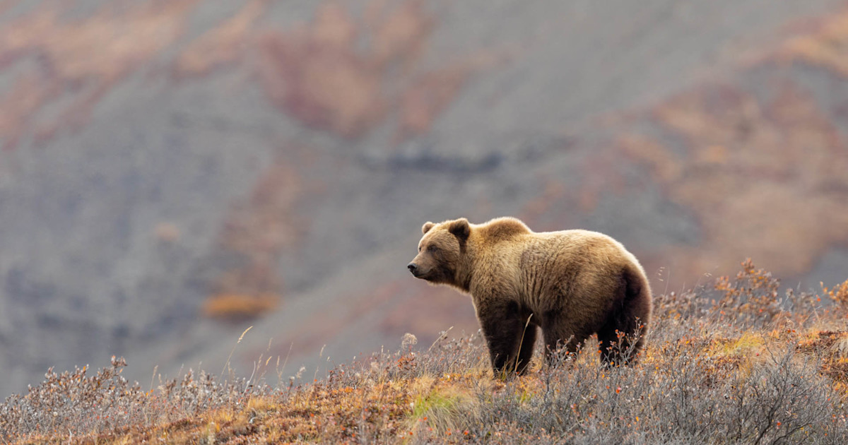 Glacier National Park Sees First Fatal Bear Attack in Almost Three Decades Glacier National Park Sees First Fatal Bear Attack in Almost Three Decades