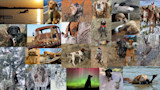 Announcing the Winners of the MeatEater Dog Photo Contest! 