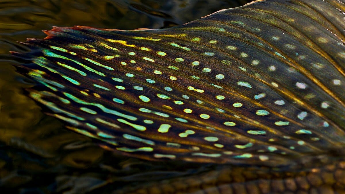 How to Catch and Cook Arctic Grayling