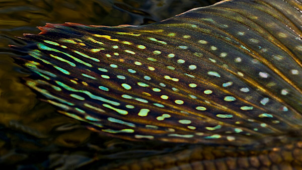 How to Catch and Cook Arctic Grayling