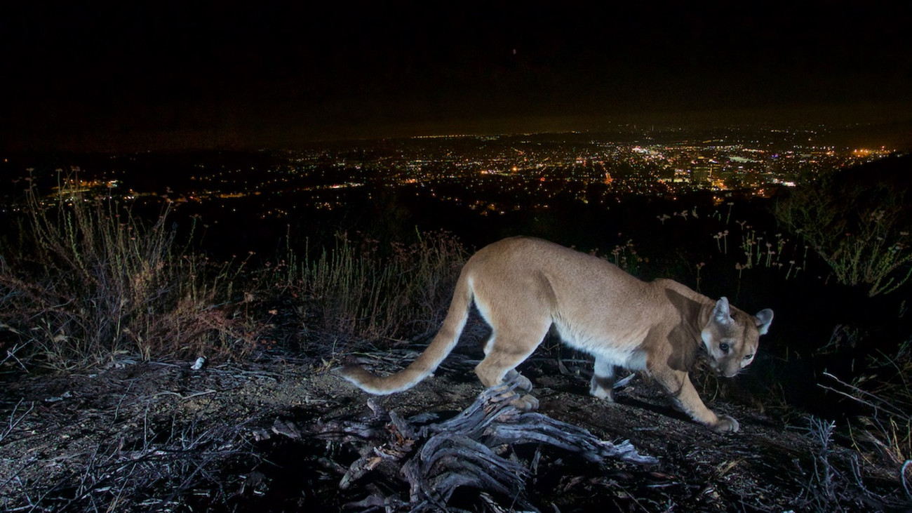 Mother Punches Mountain Lion to Save Son