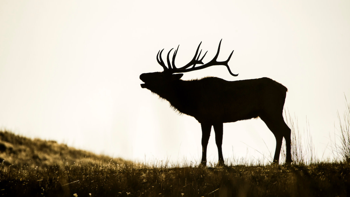 Ask MeatEater: Where Should I Go on My First Elk Hunt? | MeatEater Hunting