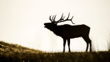 Ask MeatEater: Where Should I Go on My First Elk Hunt?