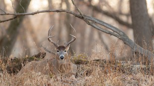 Research Shows Buck Bedding Is Less Predictable Than You Think