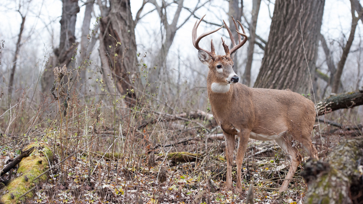 Acorns for clearance deer