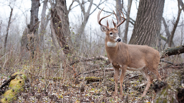 How to Whitetail Hunt Around Acorns
