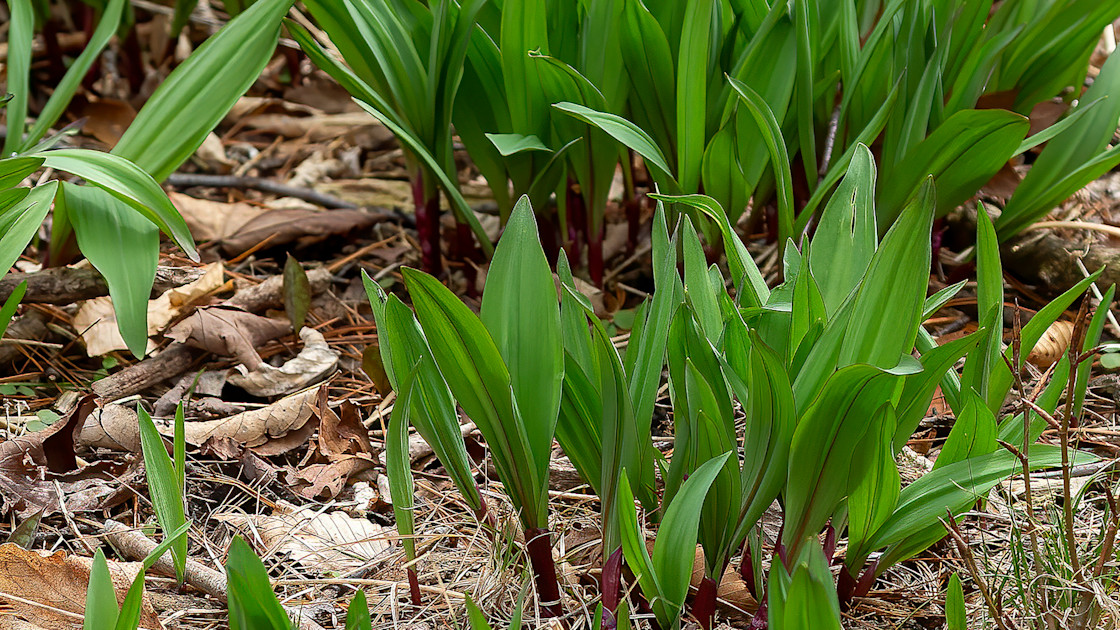 How to Grow Ramps Wild + Whole