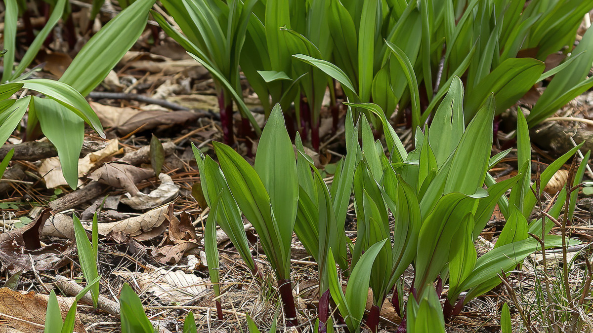 How to Grow Ramps