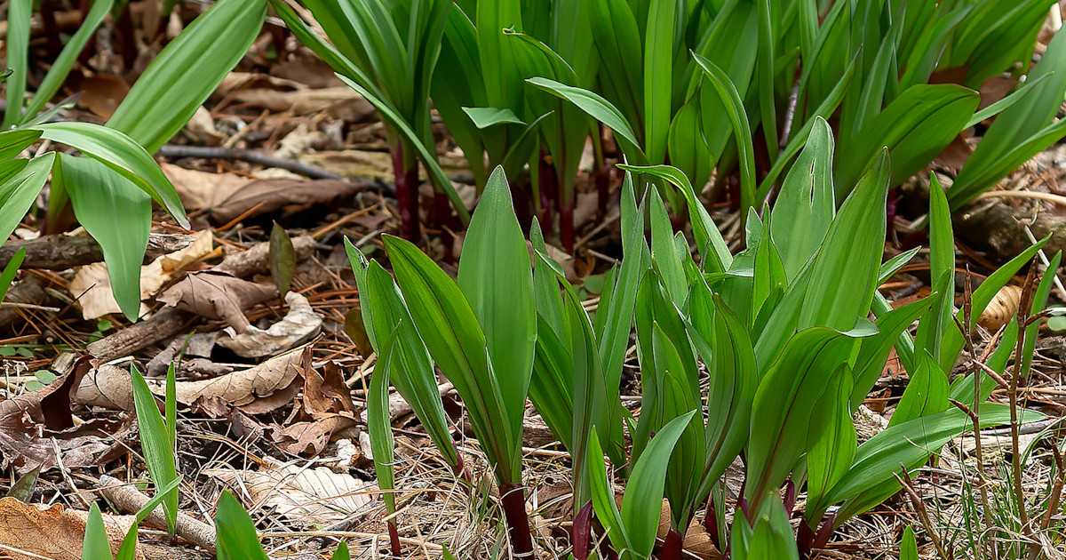 How to Grow Ramps | Wild + Whole