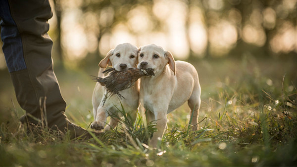 Why Socializing a Bird Dog is Crucial
