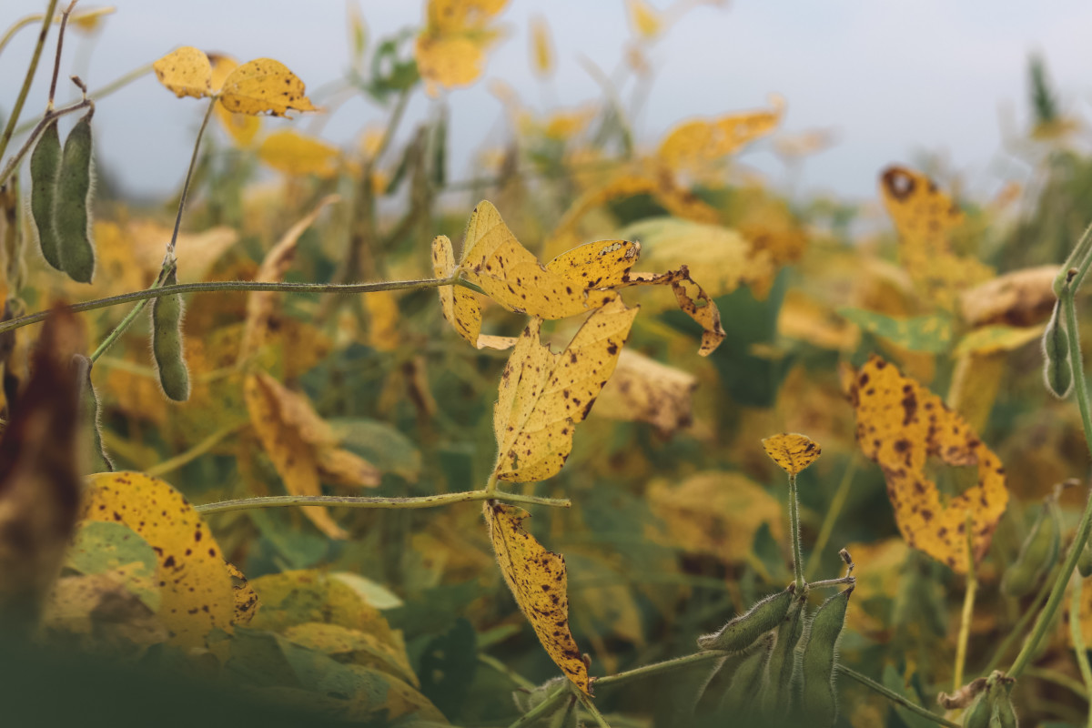 Will Deer Eat Yellow Soybeans?