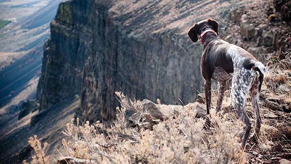 a german shorthair pointer looks over a rocky canyon while hunting chukar.