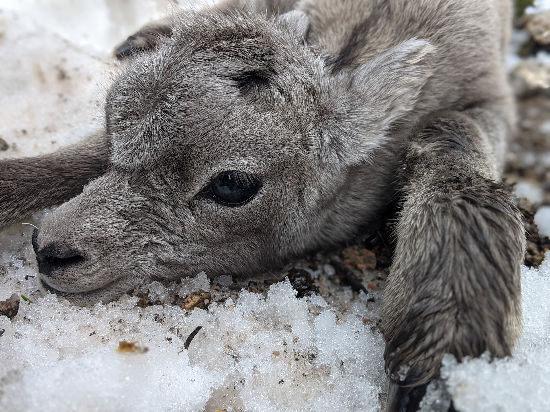 bighorn lamb