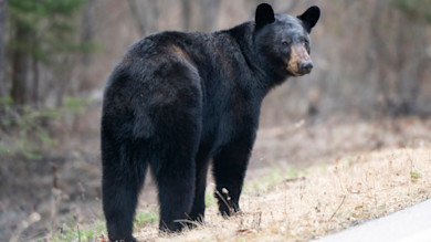 Washington Wildlife Commissioners Who Axed Bear Hunt Criticized for Misconduct