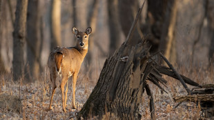 Kentucky & Vermont Consider Sweeping Changes to Wildlife Management